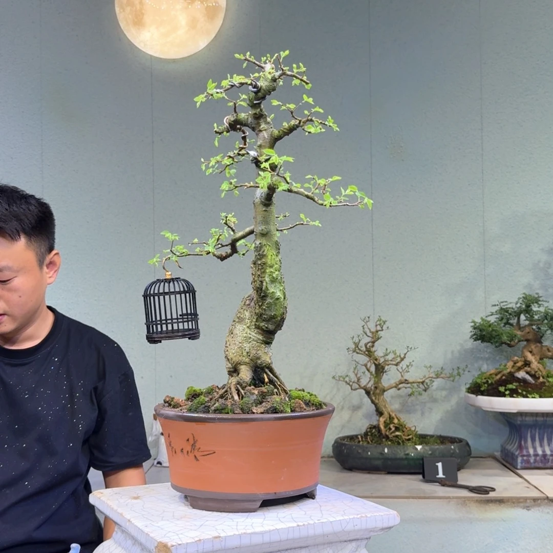 人***士当前无花朵，栽培后可花朵小叶黄金朴树