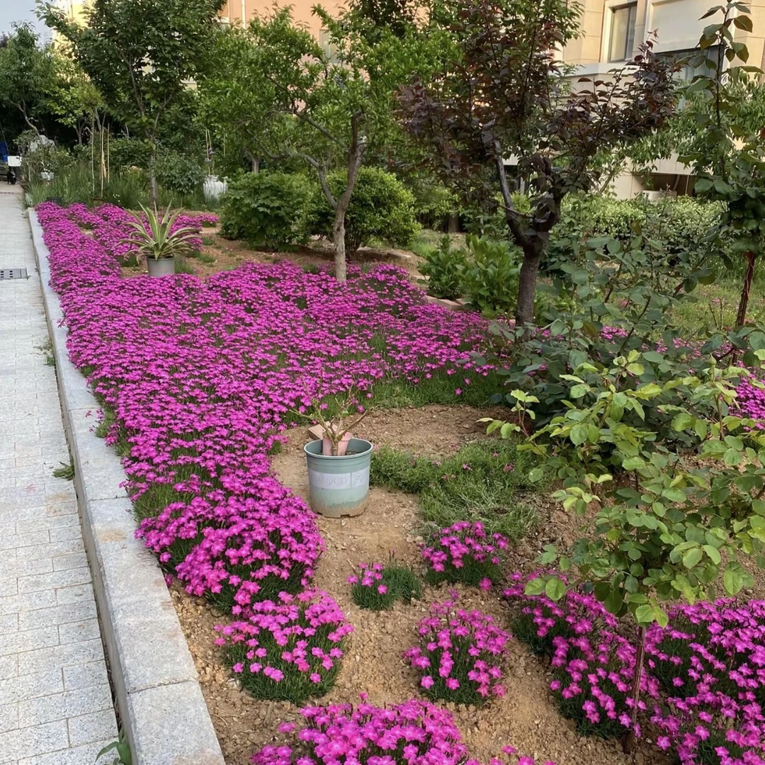 欧石竹粉贝四季开花耐寒耐热带花苞栽培
