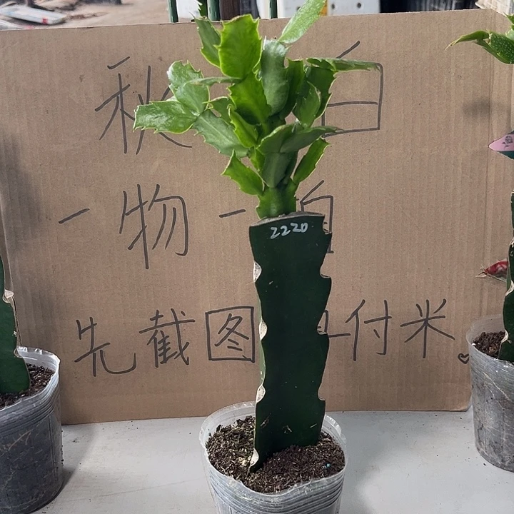 挂***儿当前无花朵，栽培后可花朵2220