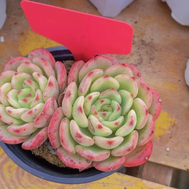 多肉植物，开心多肉，粉丝福利场