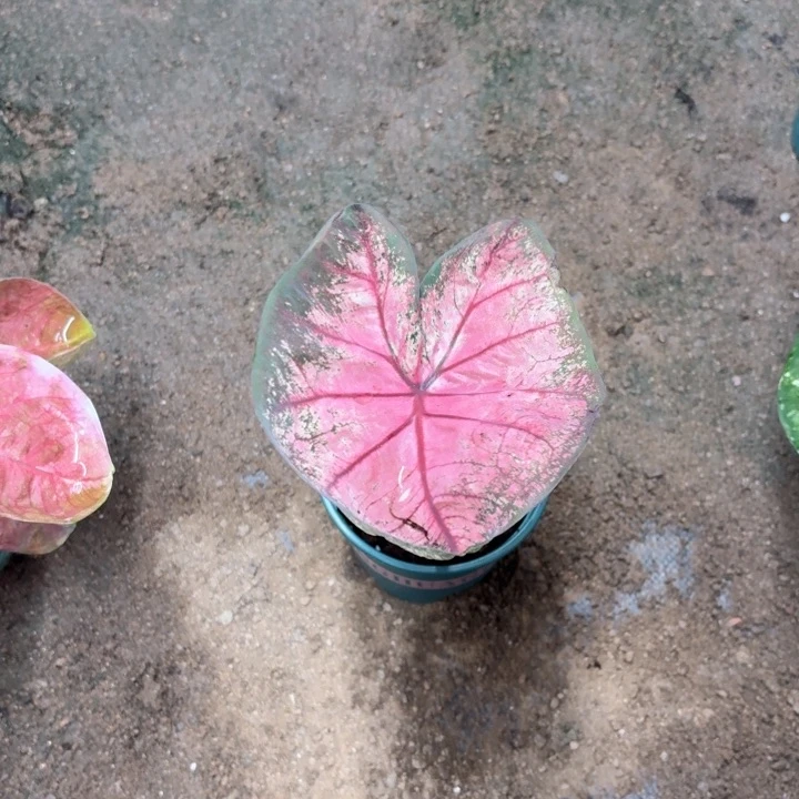 不开花植物泰国彩叶芋海王