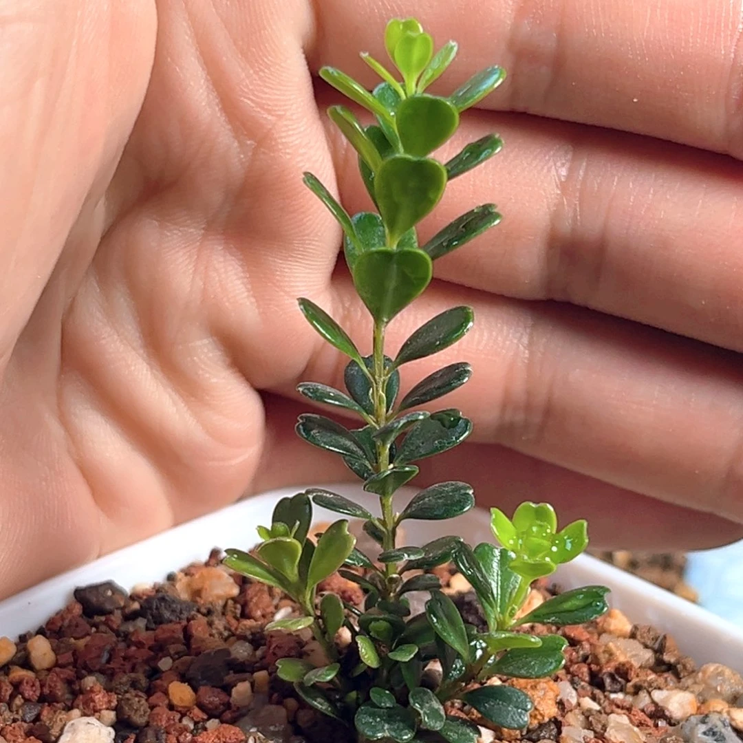 无花朵凤米黄杨一物一拍