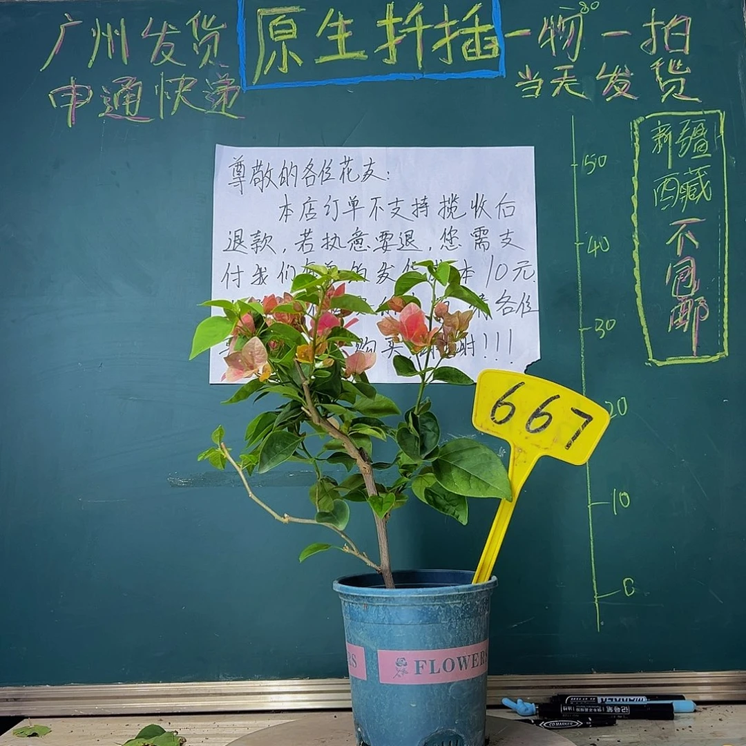 当前无花栽培后可以开花甜西瓜667