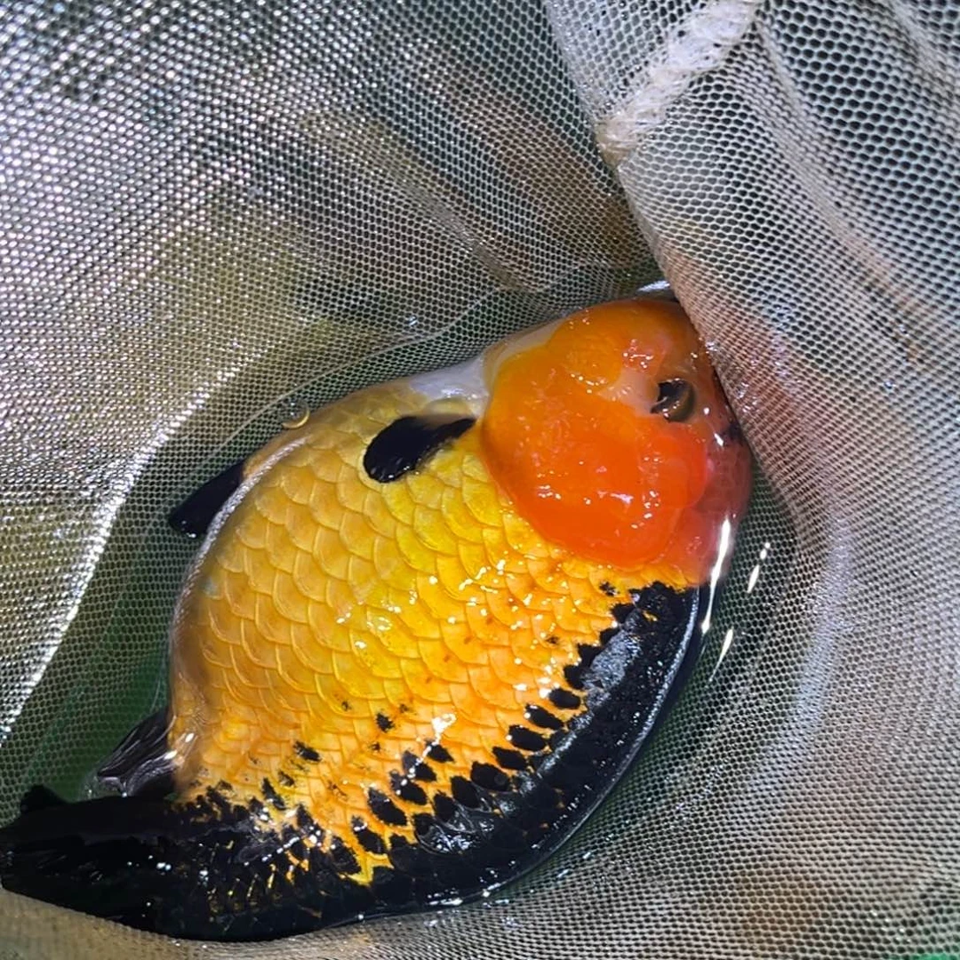 金鱼兰寿金鱼观赏鱼