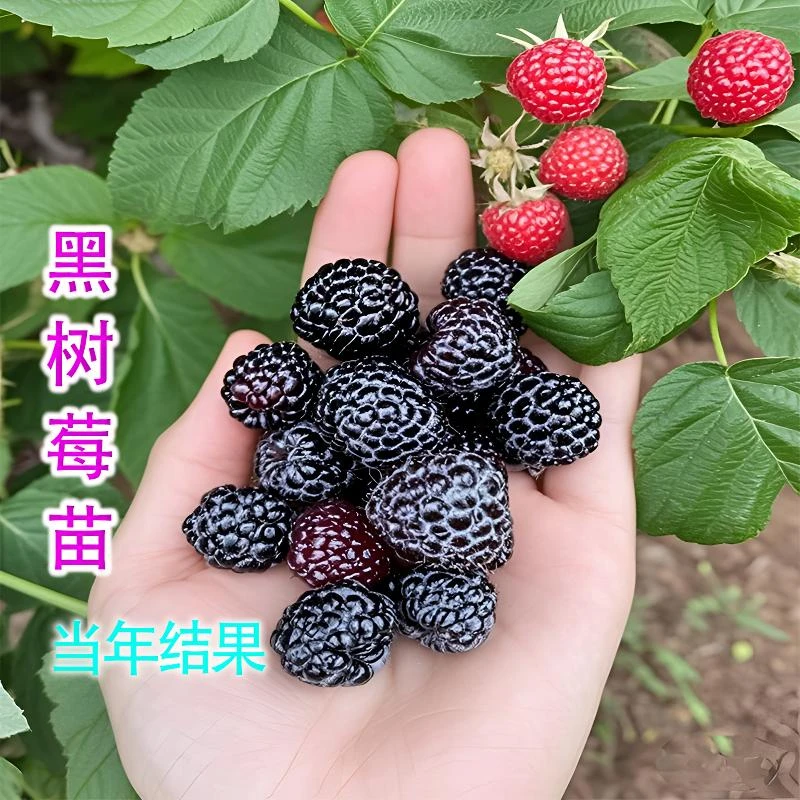 黑树莓树苗 当年结果盆栽水果树苗南北方阳台家养盆栽果树树苗