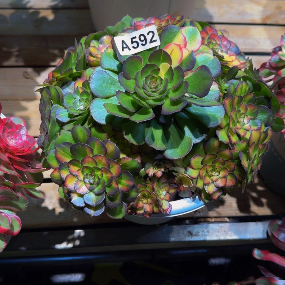 592多肉植物法师号