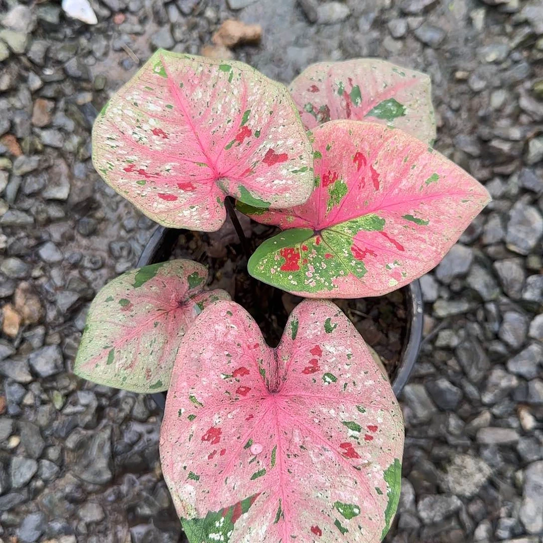 完全开放心肝杂脱土发