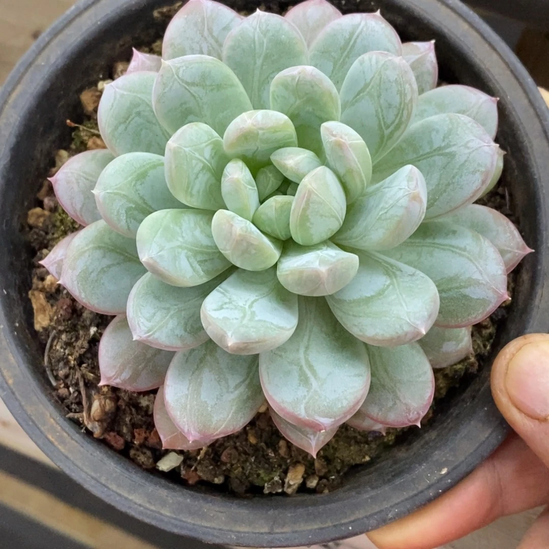 精品多肉一物一拍不包整226