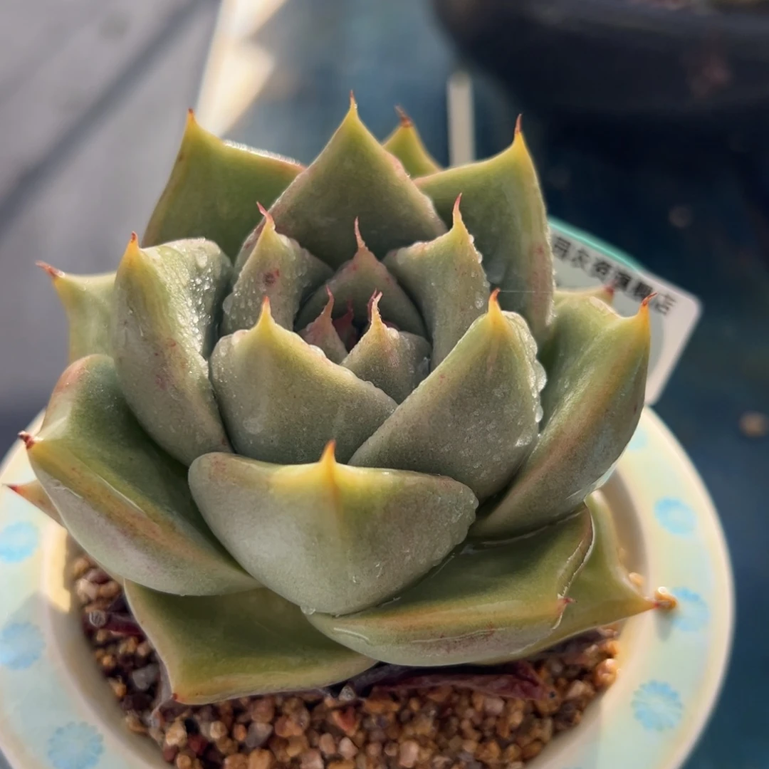 从前慢多肉精选编号0702.65