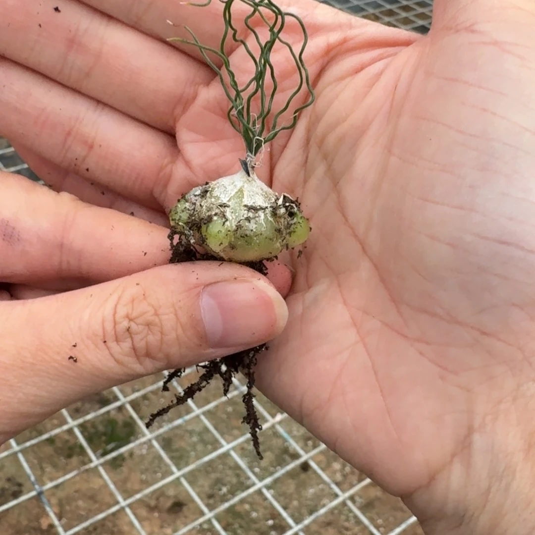 泰迪海葱一物一拍多肉植物