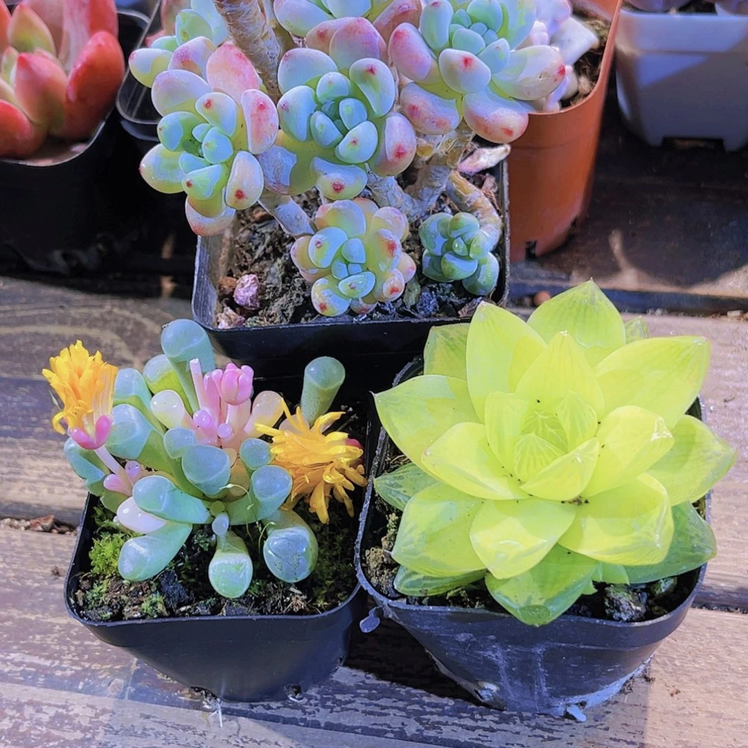 罗琦。五十铃锦。黄金雨露