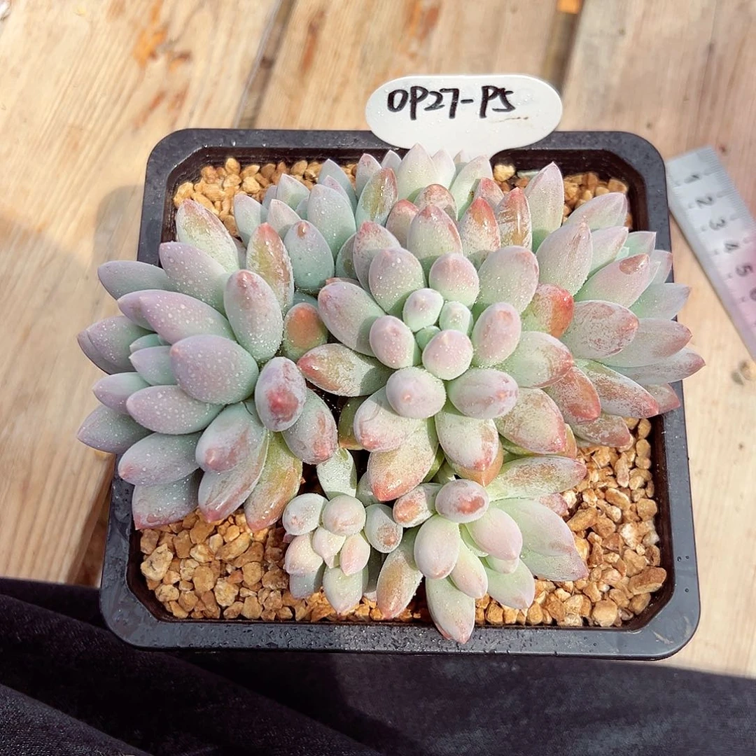 0927-95香所群。。。。