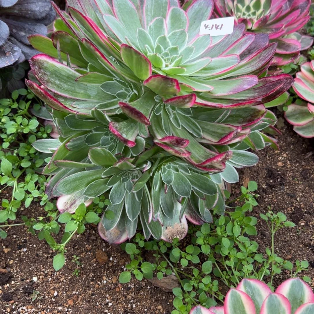 141孔雀翎多肉植物