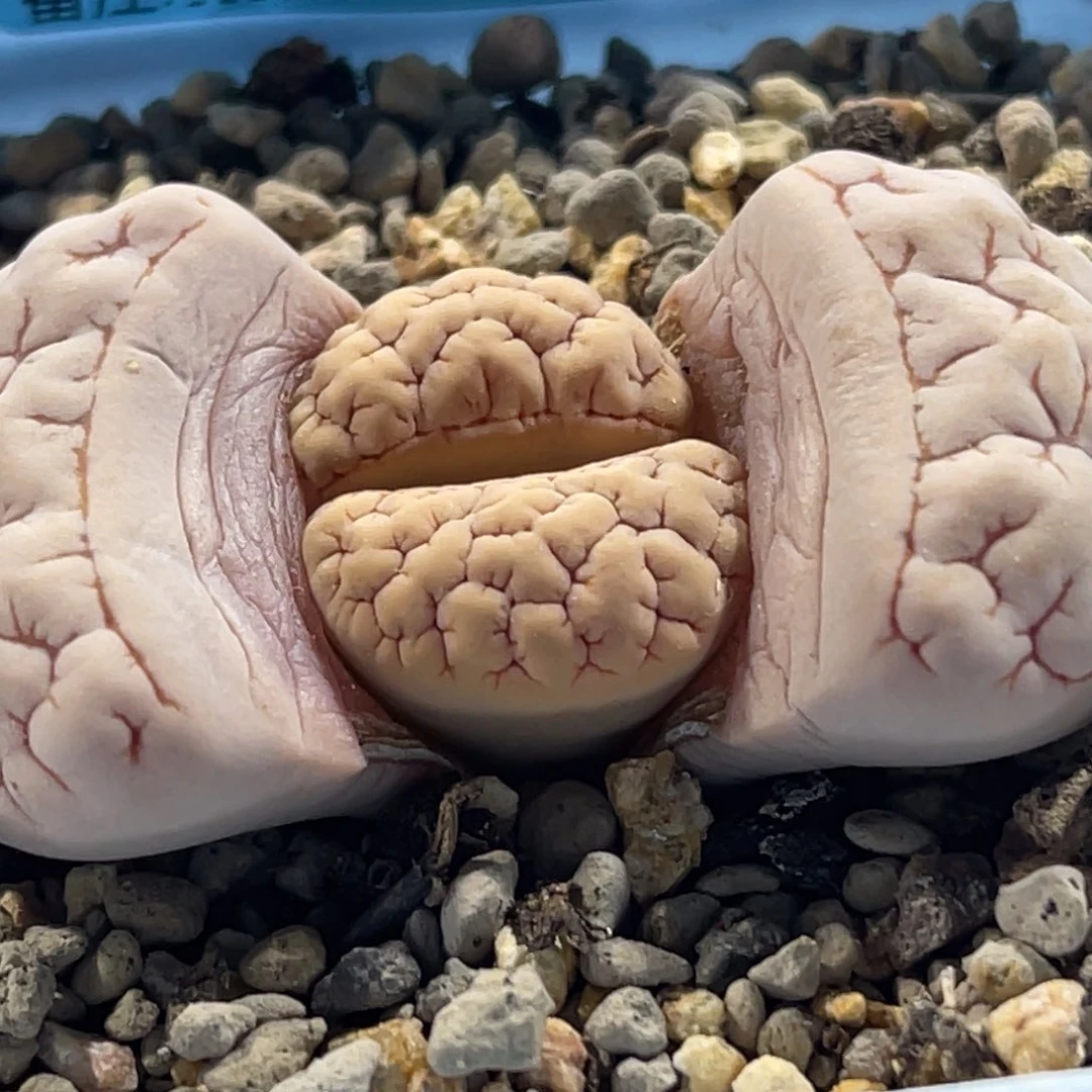 8381球体凹凸脑纹蛙哥189一颗