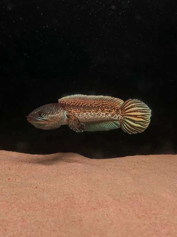 高货眼镜蛇鬼王幻红雷龙鱼苗子