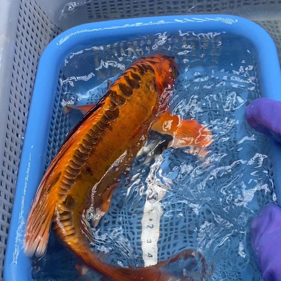 锦鲤冷水锦鲤包邮