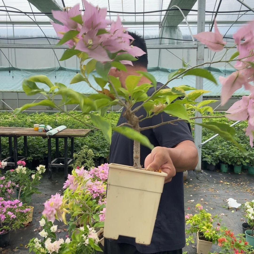 金边新加坡大宫粉