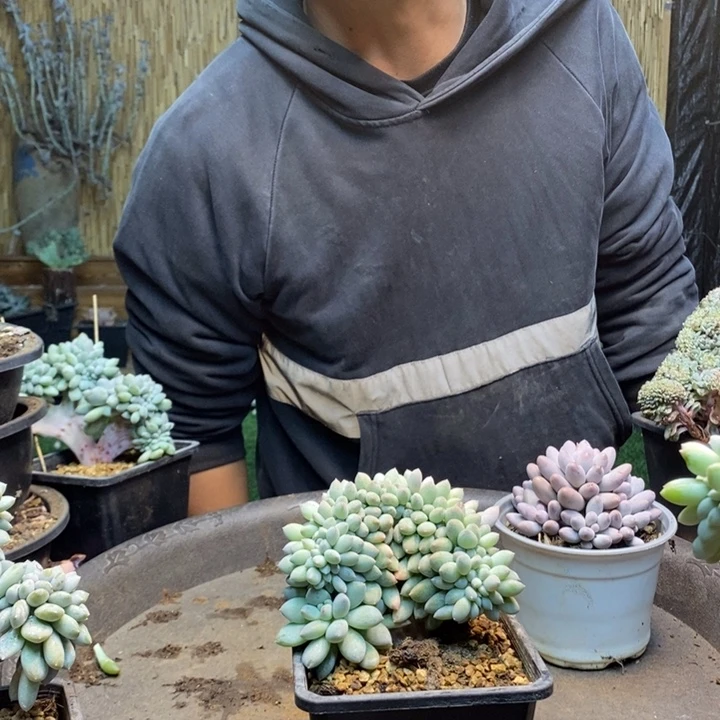 唯***e336 号奶糖多肉植物