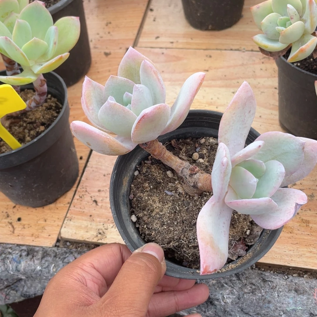 0709  奶凤  六月六