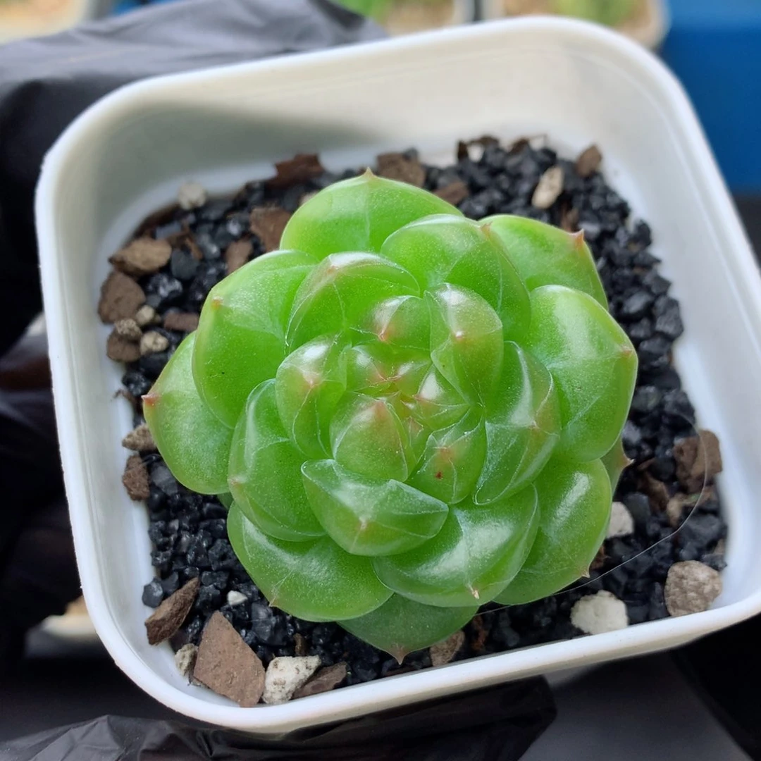 58包邮  群生不包整 糖心26