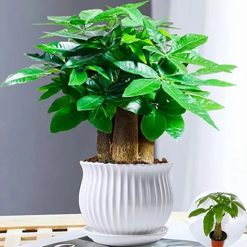 发财树小盆栽好养活办公室内客厅绿植小盆景四季常青花卉植物水培