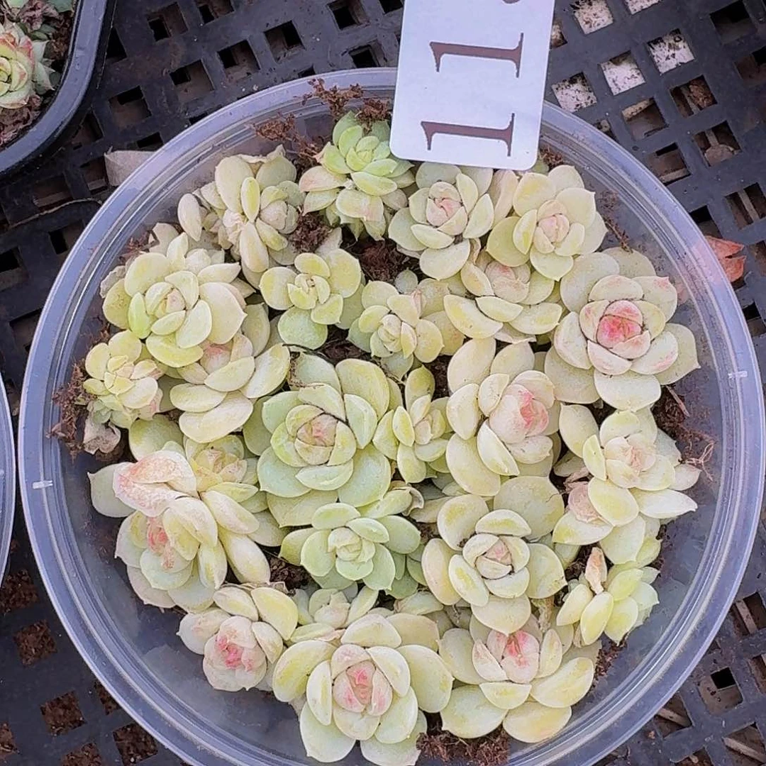 多肉植物多肉植物115