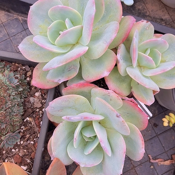 血凤2642多肉植物