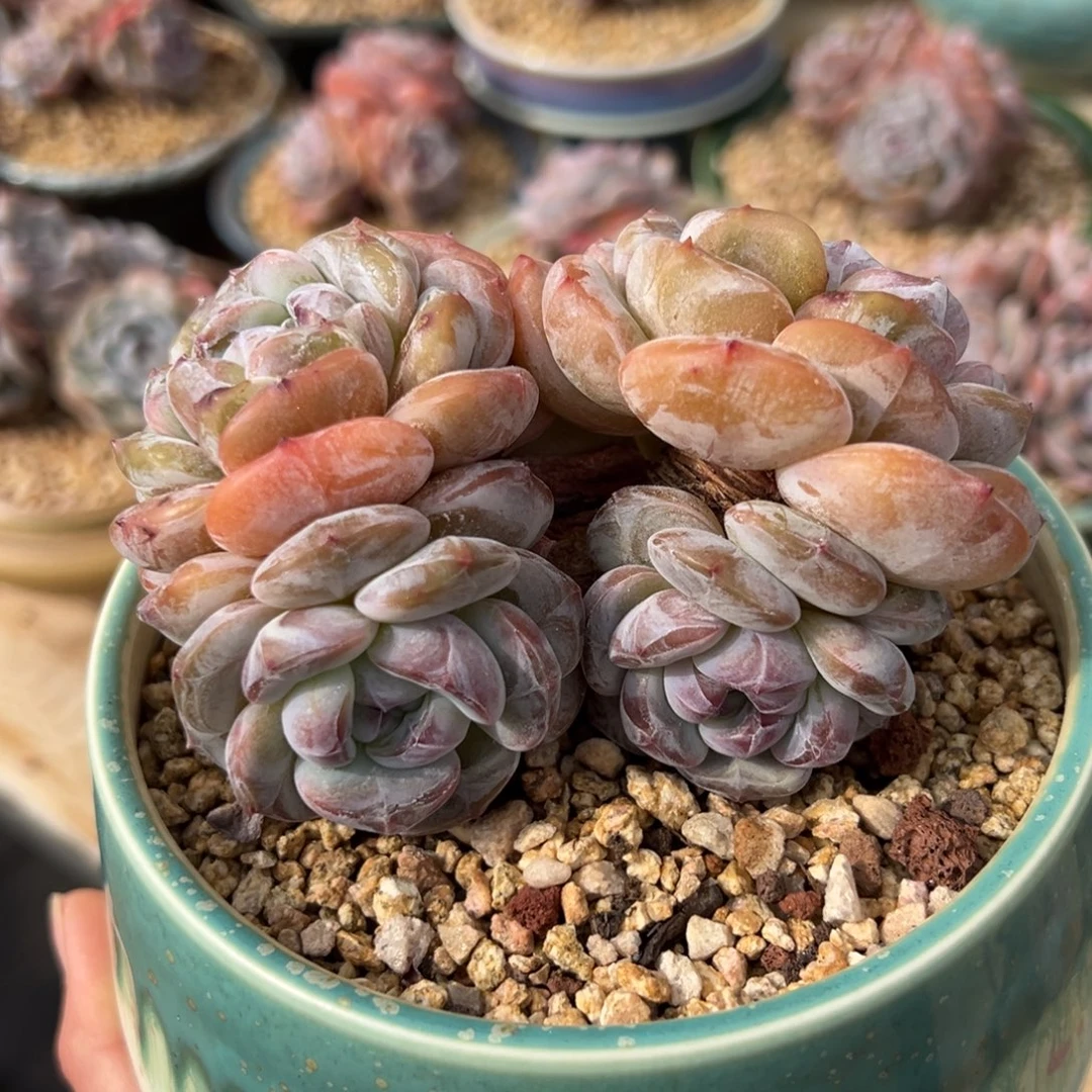 六头戴仔短肥圆紫心