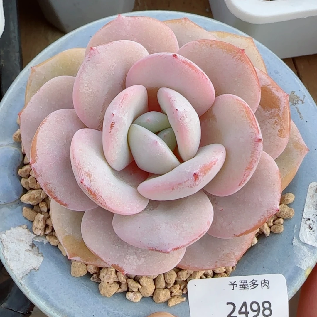 韩版奶茶，2498多肉植物