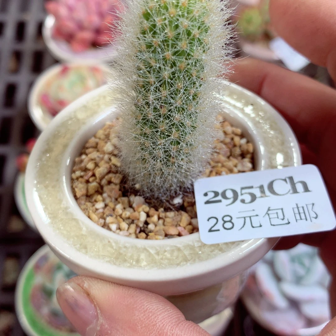 5厘米盆精控多肉2951