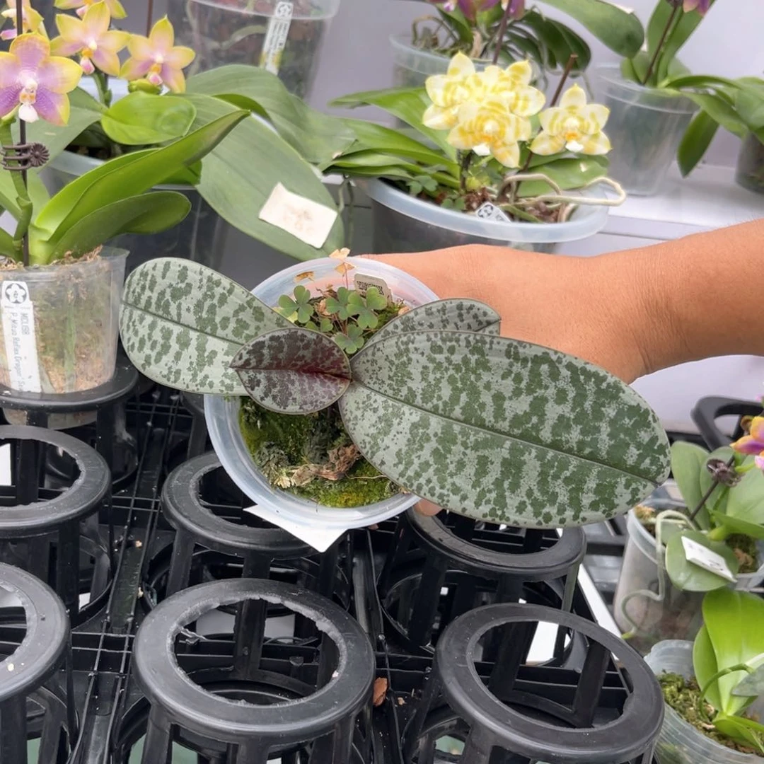 完全开放1007 专拍 云豹 西