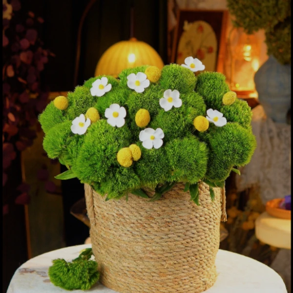 【绿野仙踪】空运包邮绿毛球乒乓菊长花期高颜值夏日懒人鲜花绿植