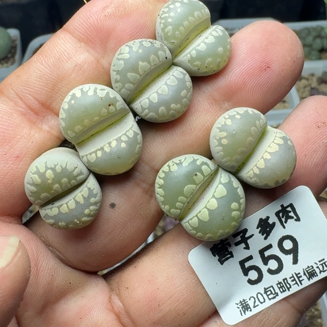 大牙。