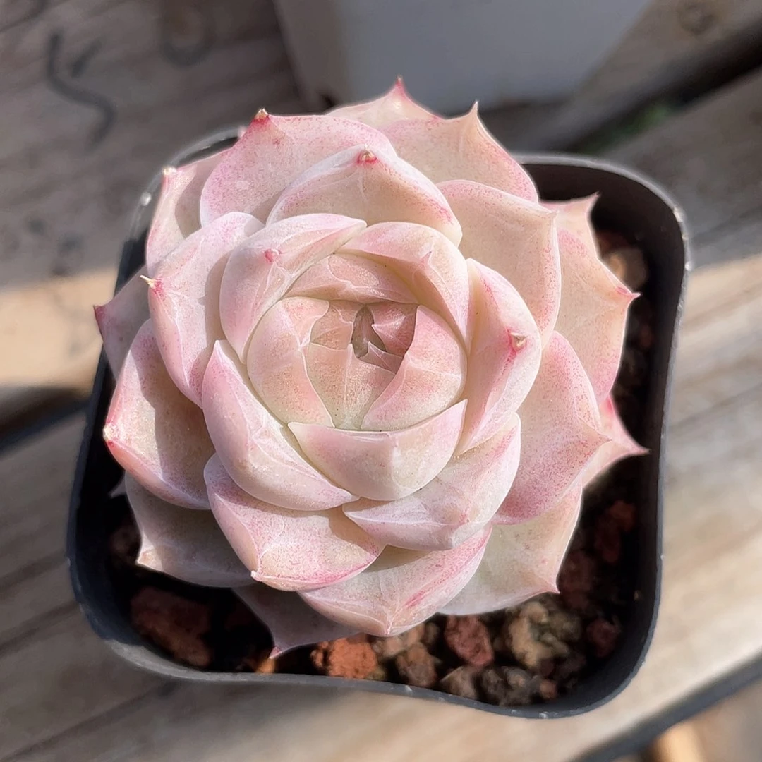 优选粉黛女王8180