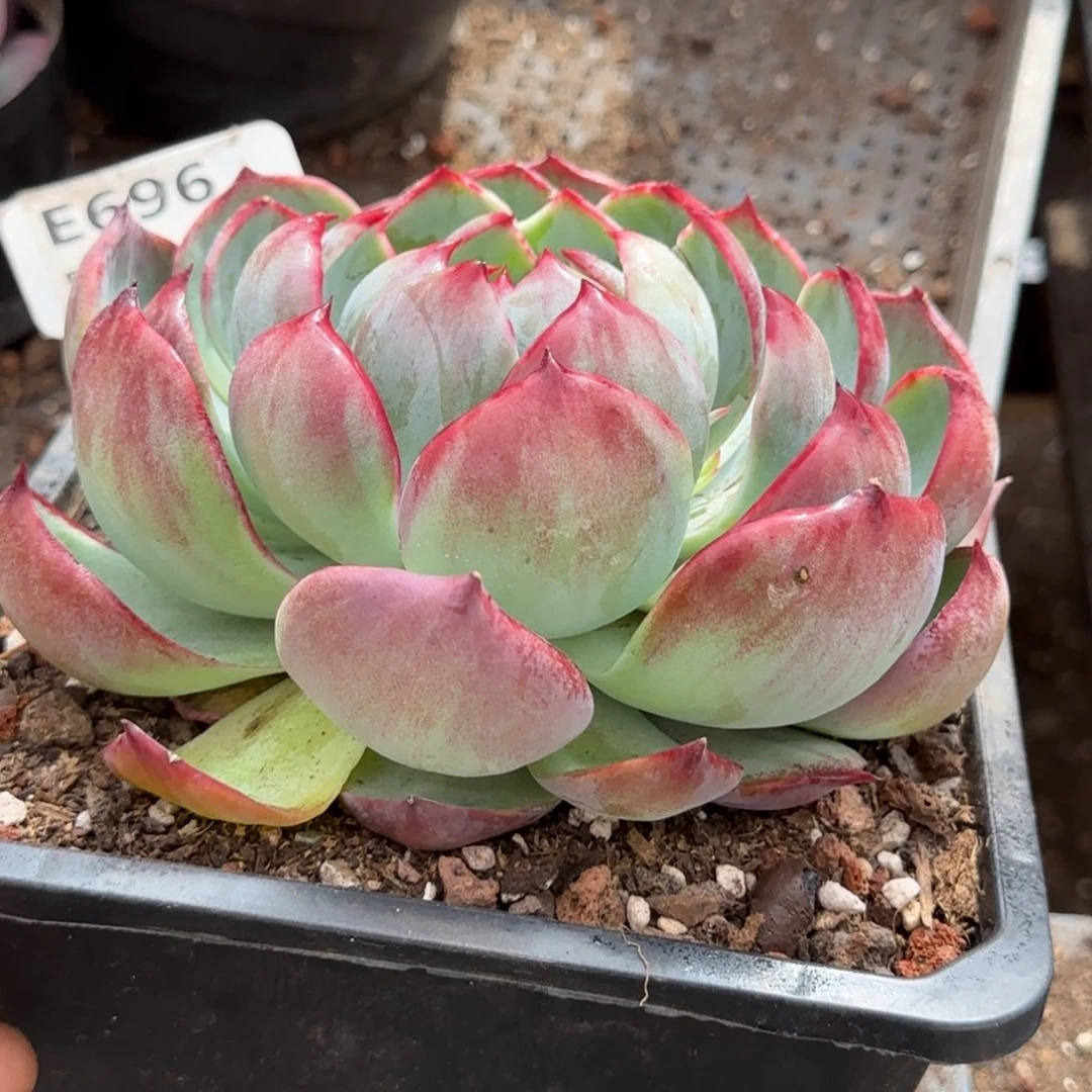 花脸拉丝惊鸿一物一拍包装收缩花旱696