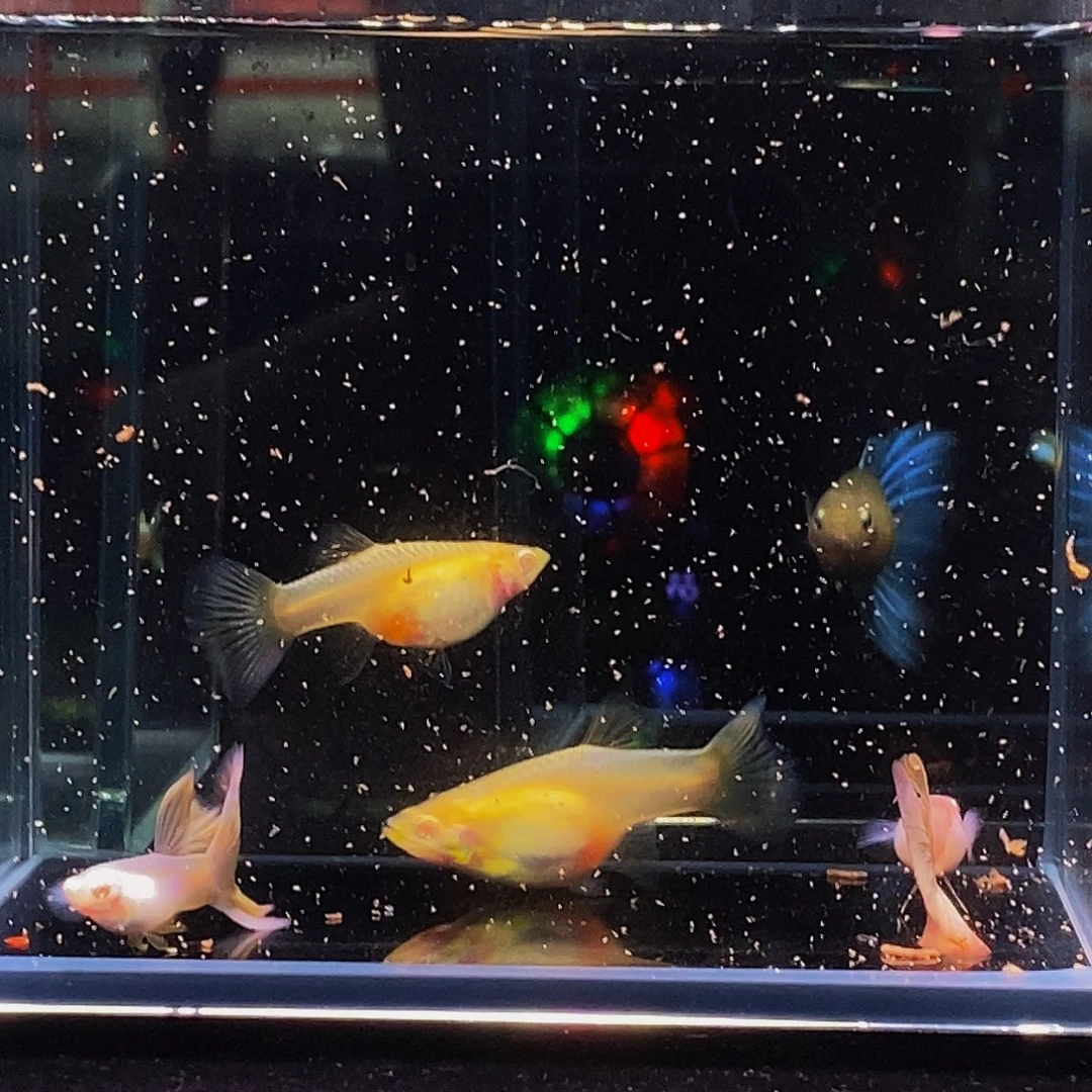 海水鱼金粉两对 火烧云一对