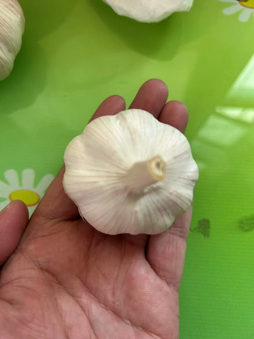 自种山东大蒜，颗颗挑选精品特大果。（直径6cm以上）