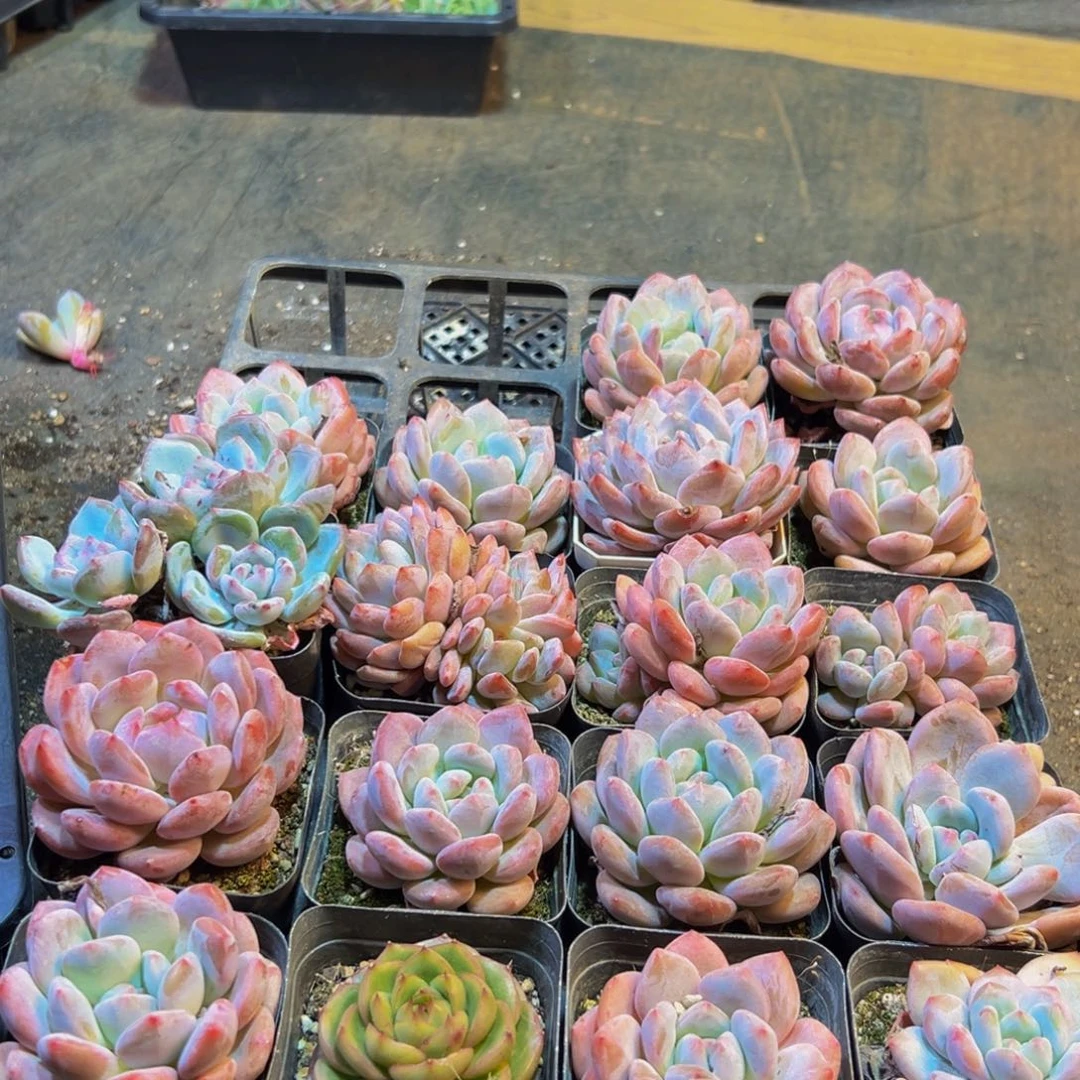 669多肉的小龙虾和一