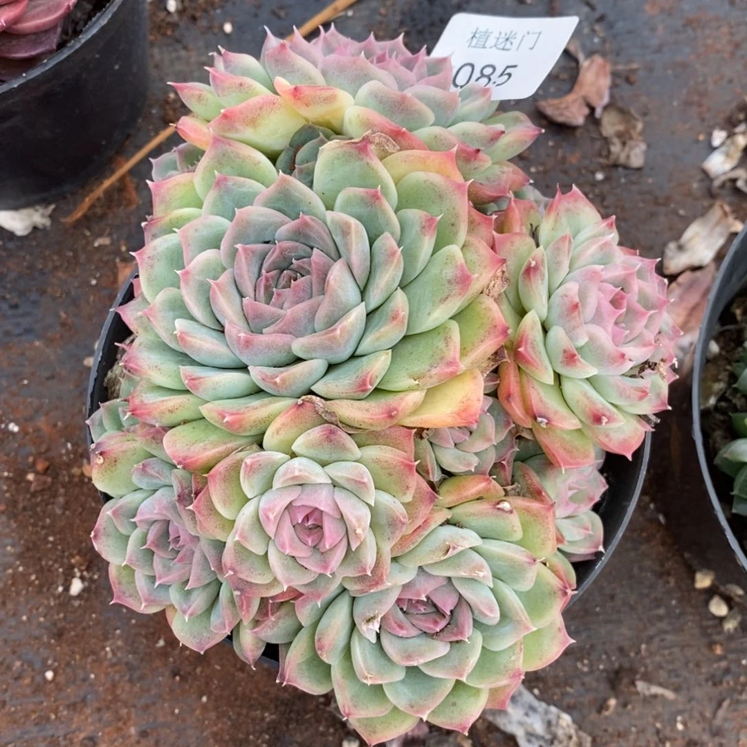 用****4不包整散掉头085