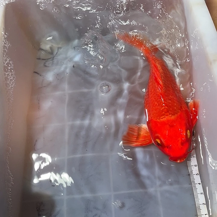 ****天蝴蝶鲤鱼渔场直发46