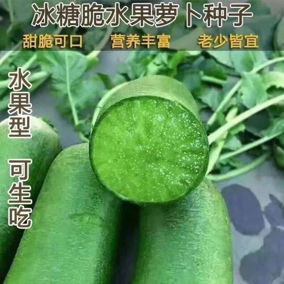 【冰糖脆水果青皮萝卜种子】四季高产青萝卜菜种子盆栽绿萝卜种籽