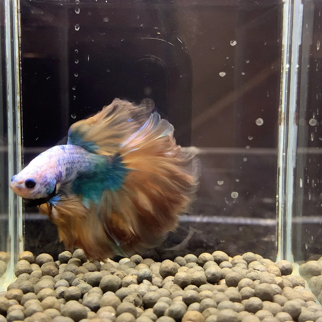 海水鱼七弟泰国斗鱼700