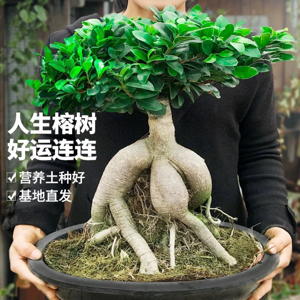 榕小叶榕树盆景室内好养四季常青净化空气阳台盆栽老桩绿植