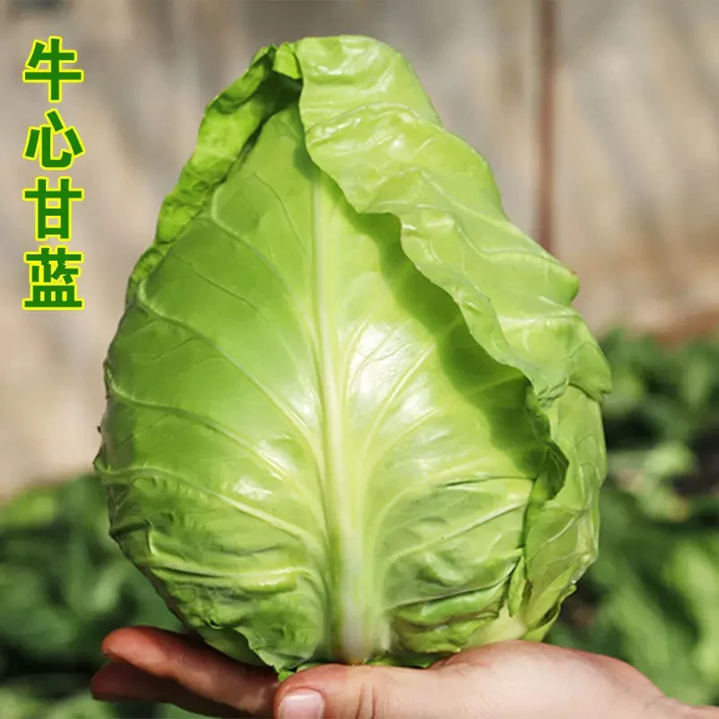 现摘当季蔬菜农家自种牛心甘蓝甜心甘蓝新鲜尖头包心菜包邮