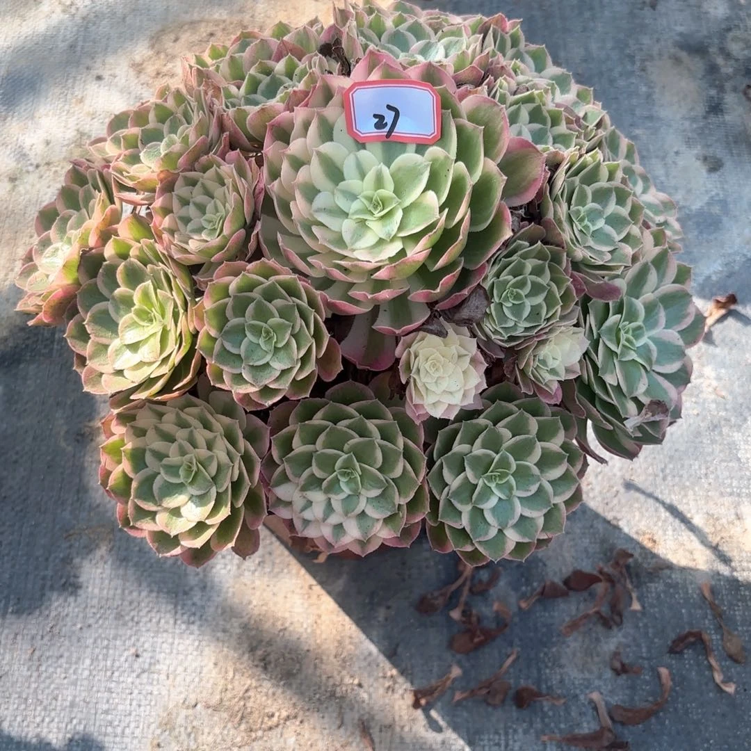 全部花朵27孔雀翎多肉植物