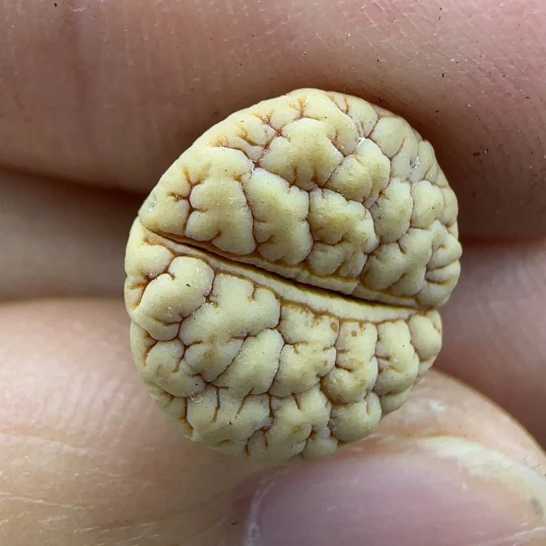 210脑纹189 清框福利大棚直播30包邮