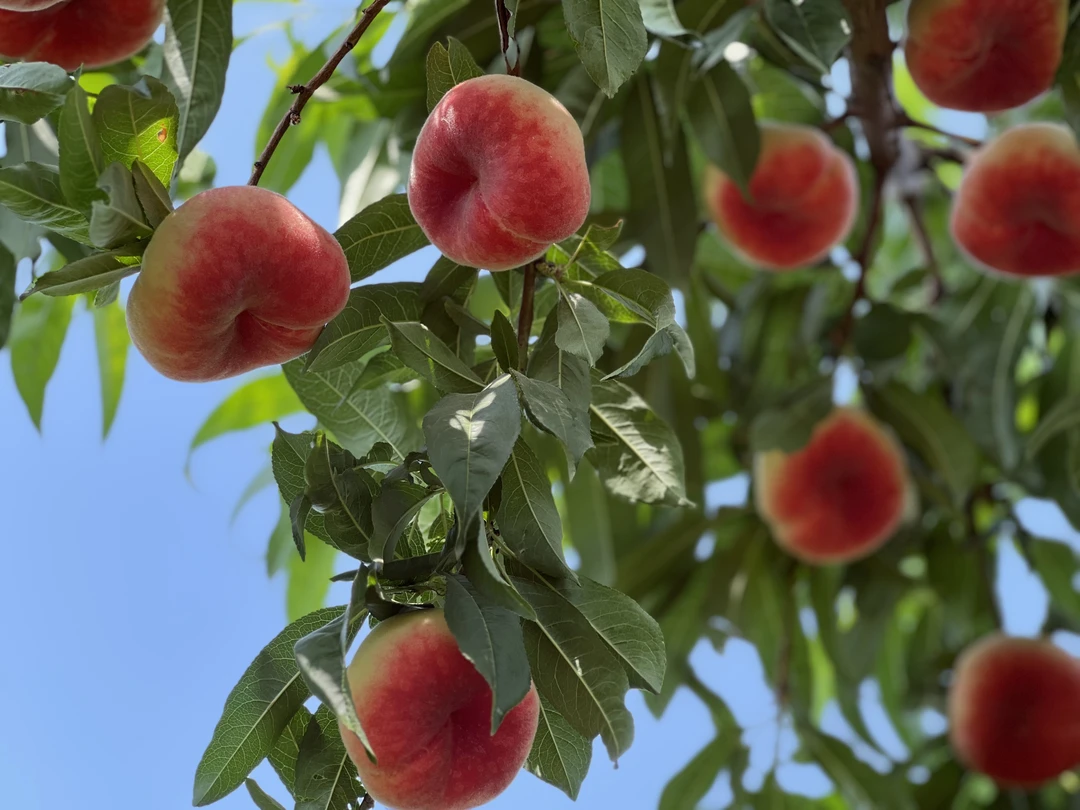 产地直发 新鲜采摘 脆甜多汁 蟠桃