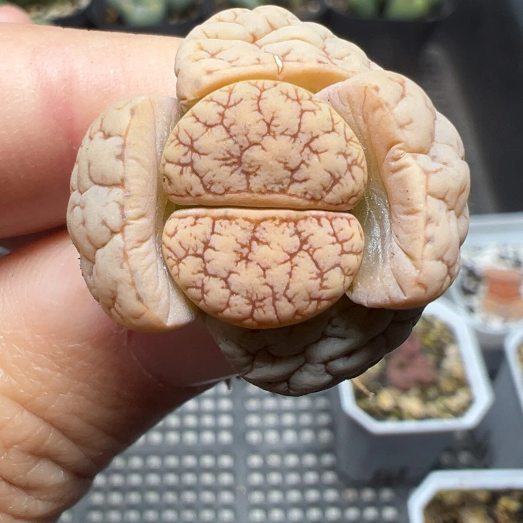 【闪购商品】1162……