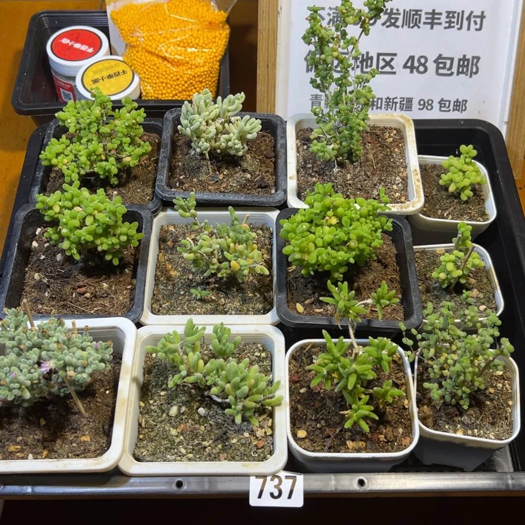 枝干番杏框拍福利737