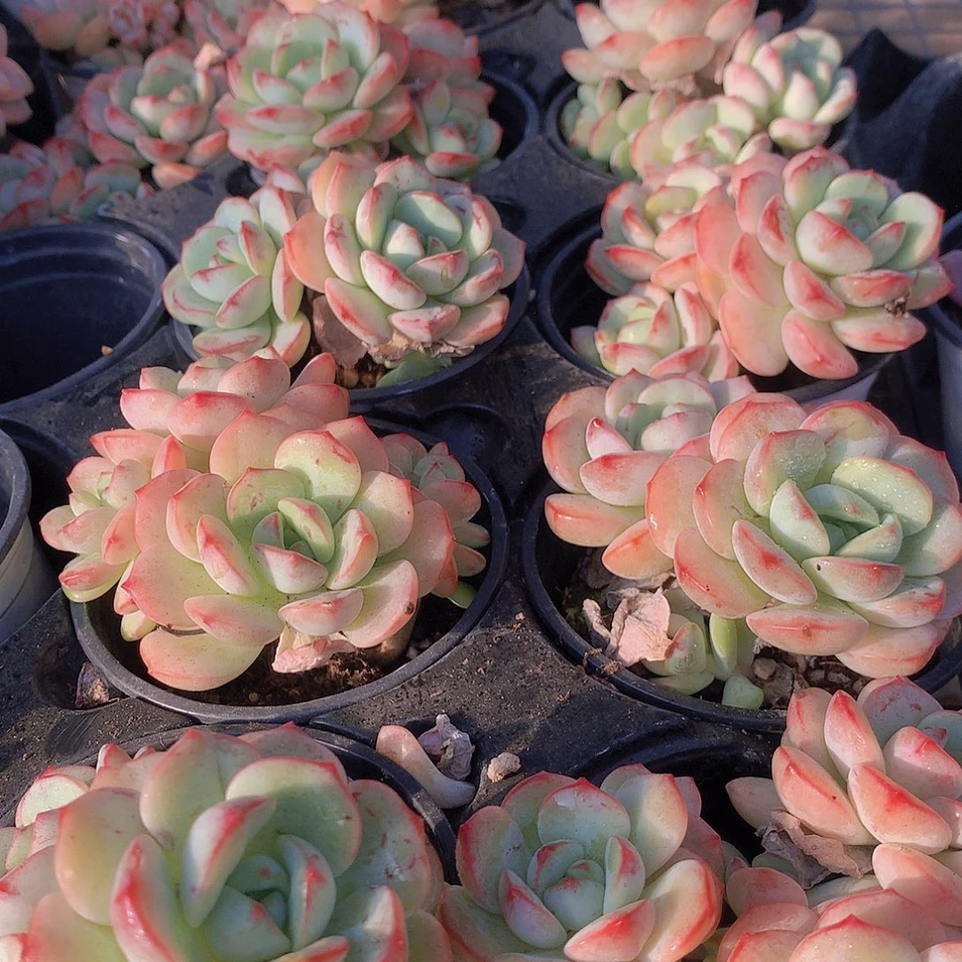 香草碧斯3567889900000